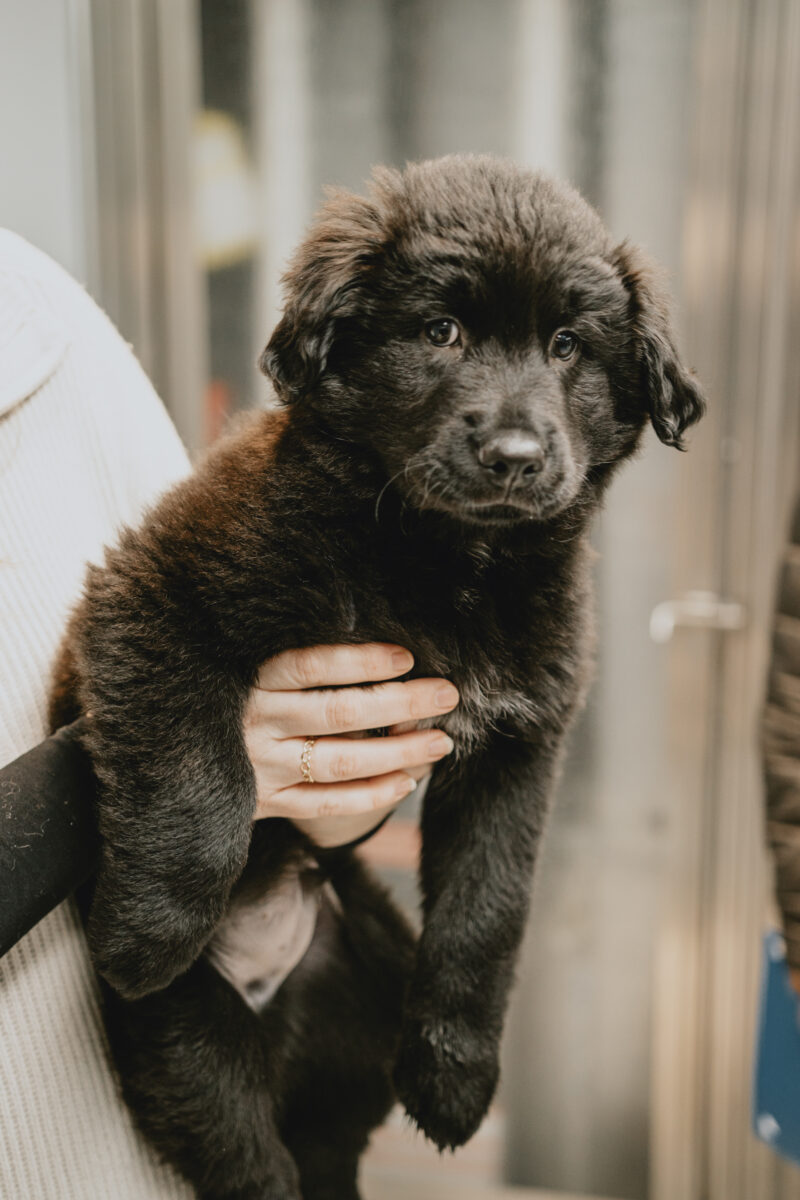 Adoptar un cachorro: qué esperar