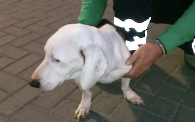 Perro hambriento rescatado |  Noticias Gaceta Costa Tropical