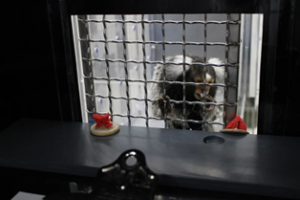 Cuatro escapes separados de monos en el laboratorio de la Universidad de Massachusetts provocan que PETA solicite una investigación federal
