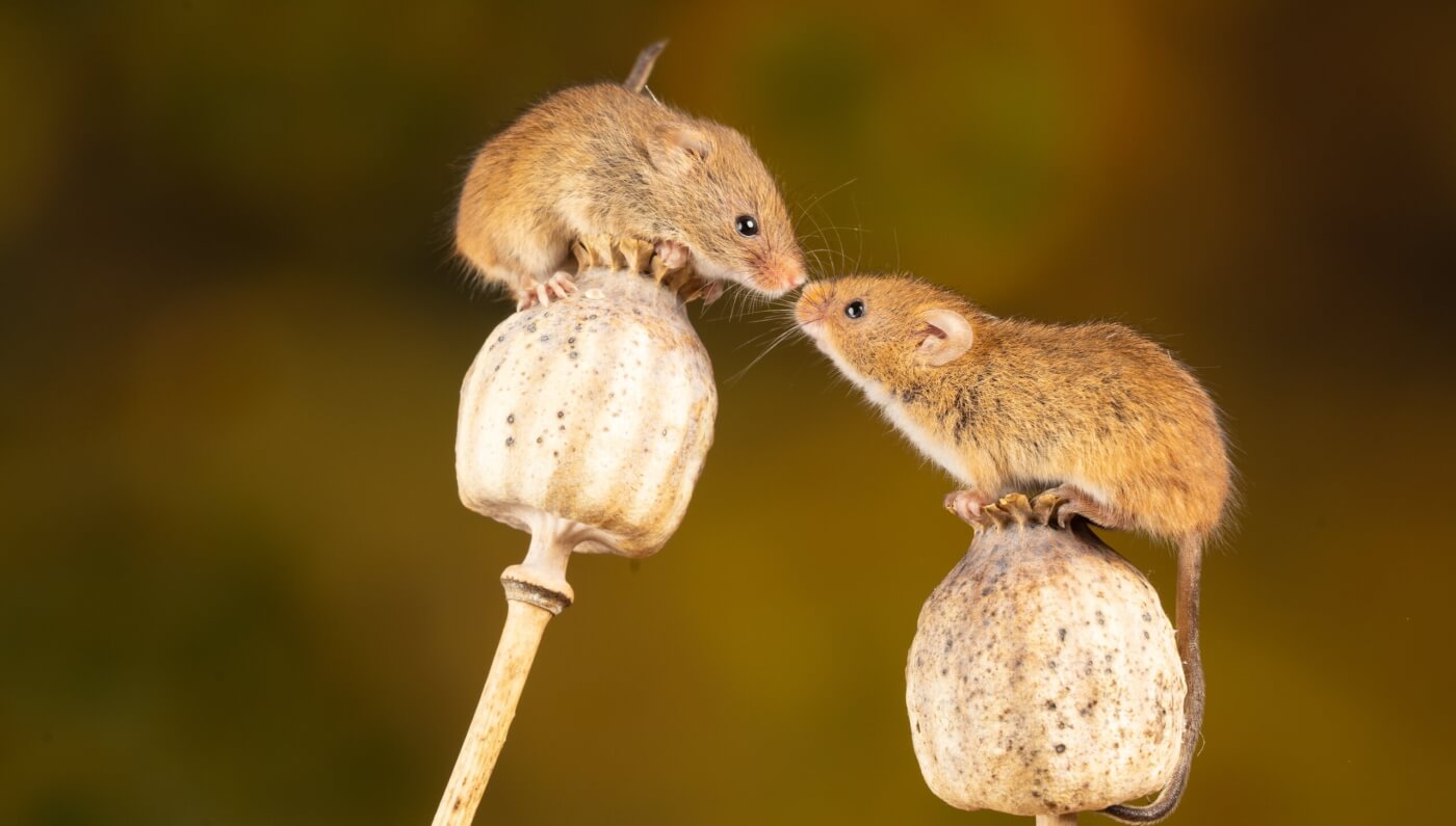 ¡Progreso!  Una nueva política podría eliminar el uso de la prueba de nado forzado en Australia – Noticias