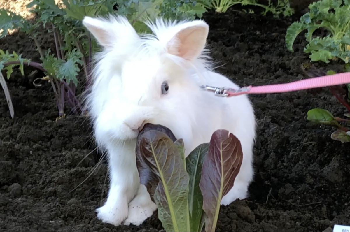 Cómo enseñar a un conejo a usar arnés y correa