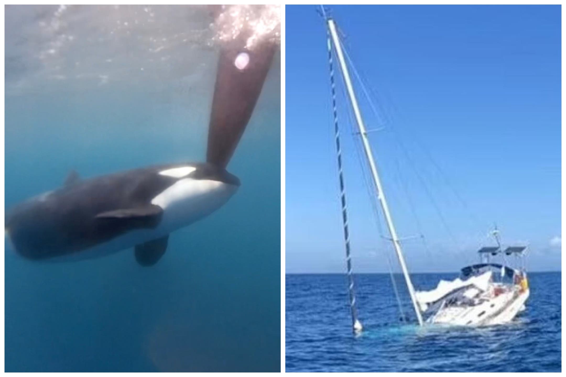 EXCLUSIVO: ¿Realmente las orcas están conspirando contra los humanos?  Los expertos explican sus teorías detrás de los recientes ‘ataques’ frente a España