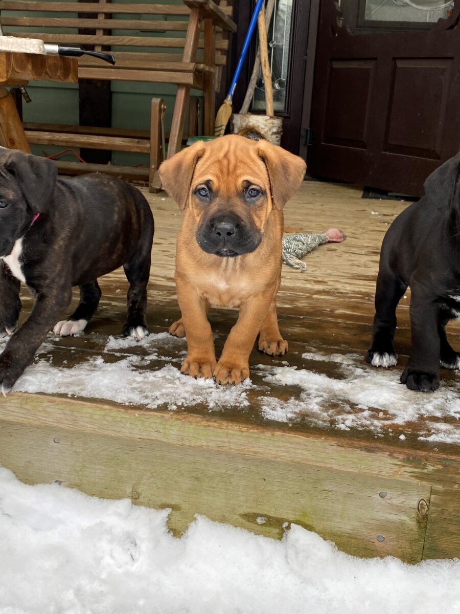 Prueba “cool”: cómo saber si tu perro tiene demasiado frío