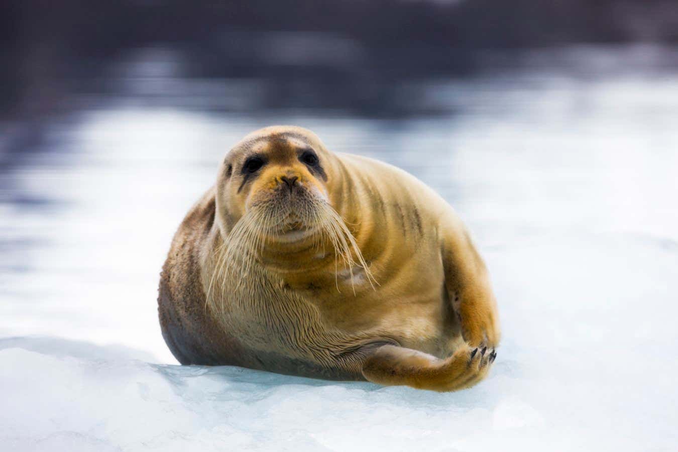 Las focas árticas tienen huesos extraños en la nariz que les ayudan a mantenerse calientes