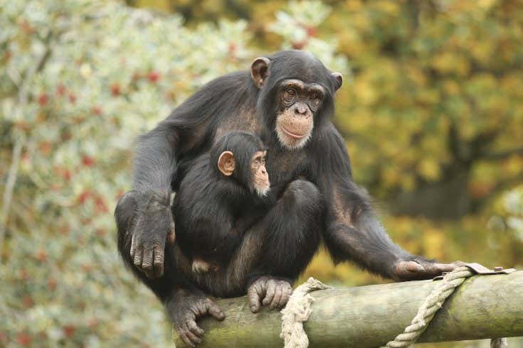 Los chimpancés reconocen fotos de amigos que no han visto en décadas