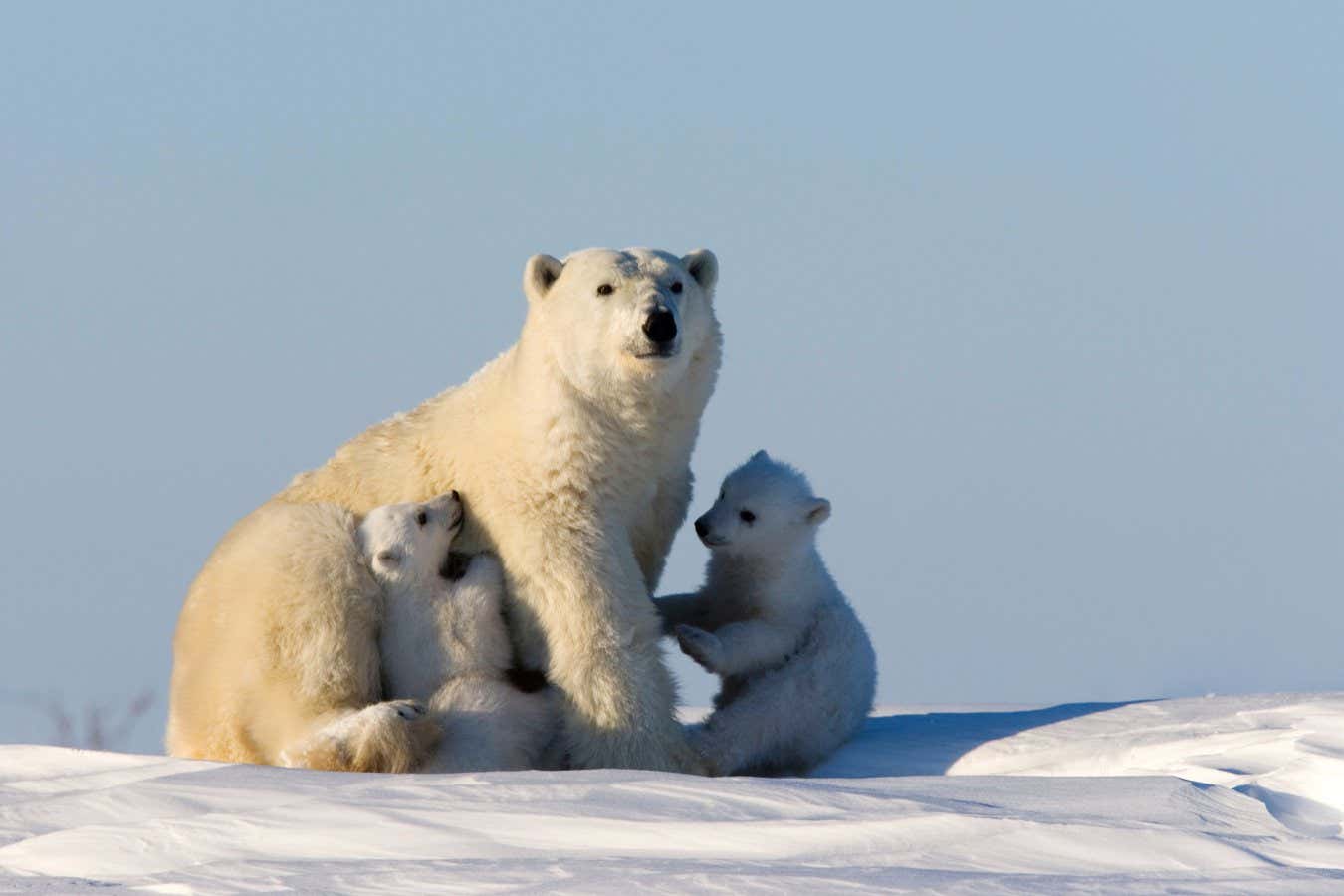 Un suéter que imita el pelaje de un oso polar puede mantenerte abrigado en condiciones de frío extremo