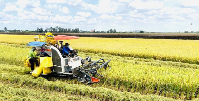 La industria del arroz de Vietnam: un viaje hacia el desarrollo sostenible