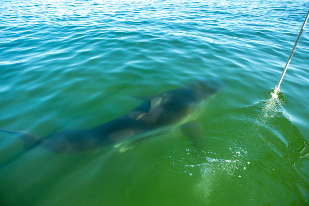 Un surfista de 15 años se convierte en la tercera víctima de una serie de ataques mortales de tiburones en el sur de Australia