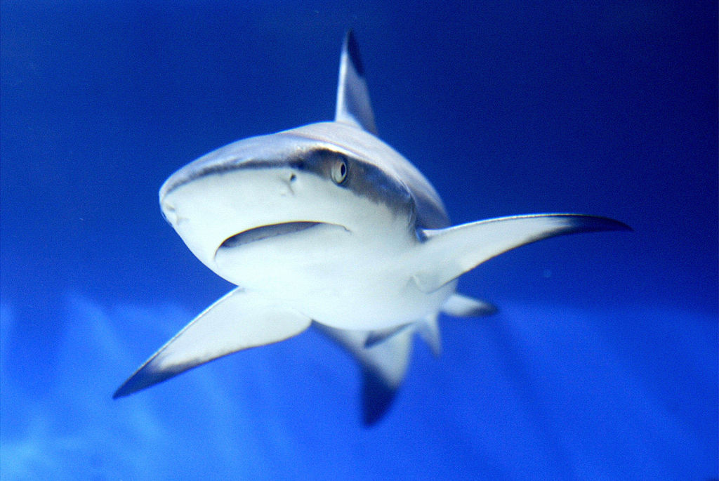 El sacrificio de tiburones en Nueva Caledonia desata una batalla legal y la protesta pública