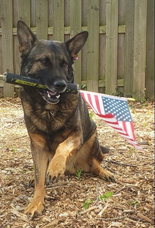 Dígale a los funcionarios de Shaker Heights que permitan que Igor K-9 se quede con su familia