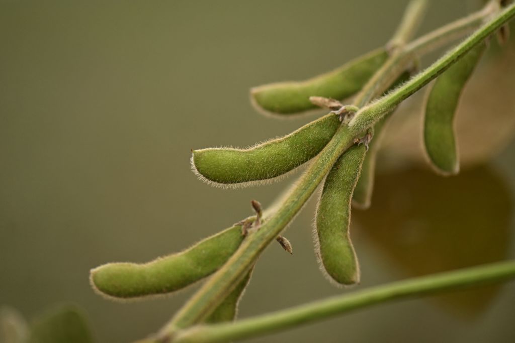 Los agricultores de edamame pueden beneficiarse de prácticas favorables a los polinizadores, dicen los investigadores