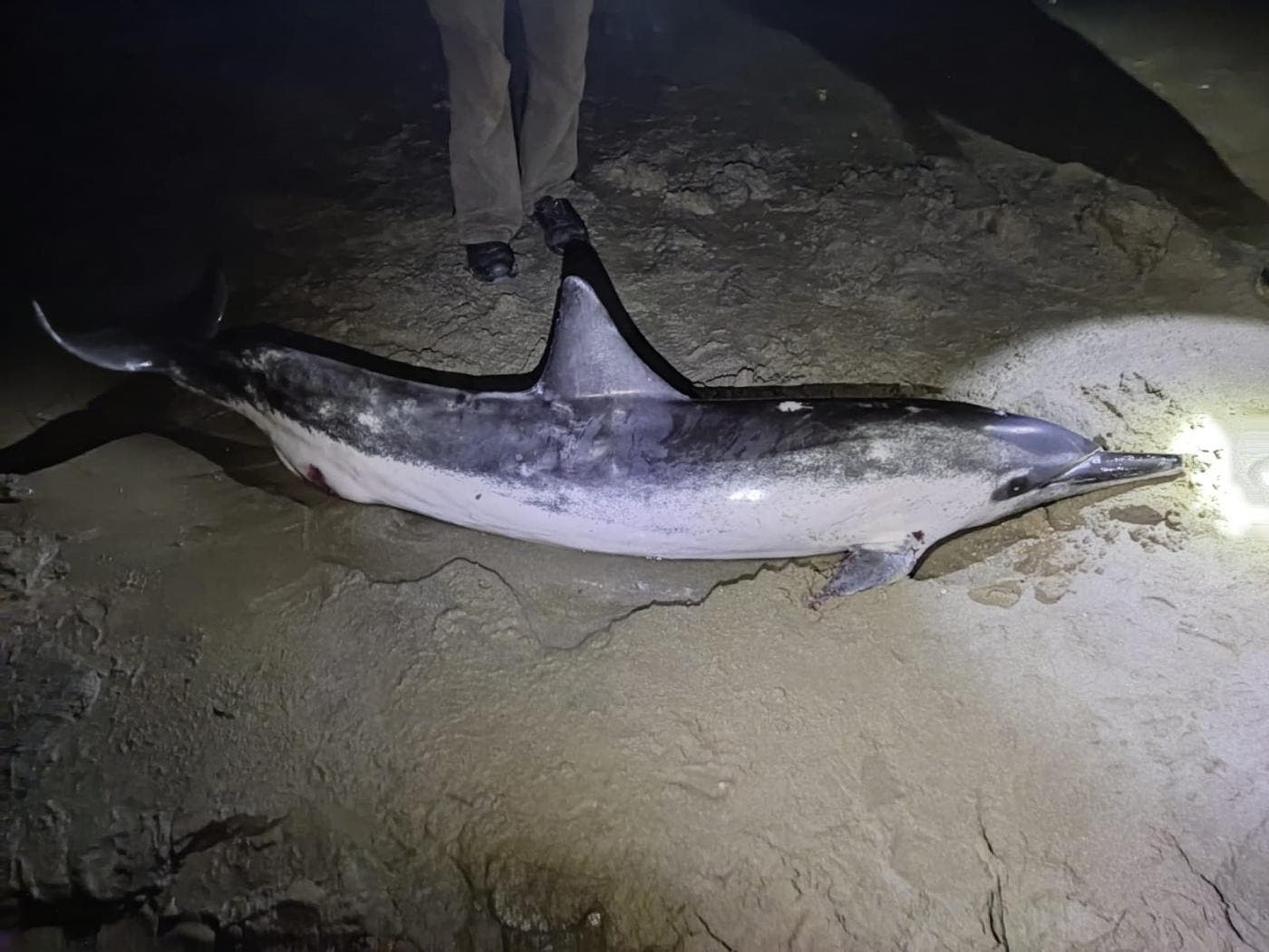 Delfines tropicales NUNCA antes vistos en Europa aparecen en una playa del sur de España