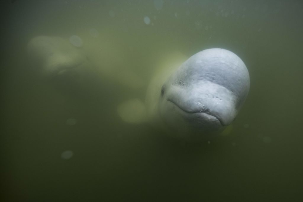 Ballena Beluga de 9 años murió en Connecticut después de mostrar un comportamiento extraño
