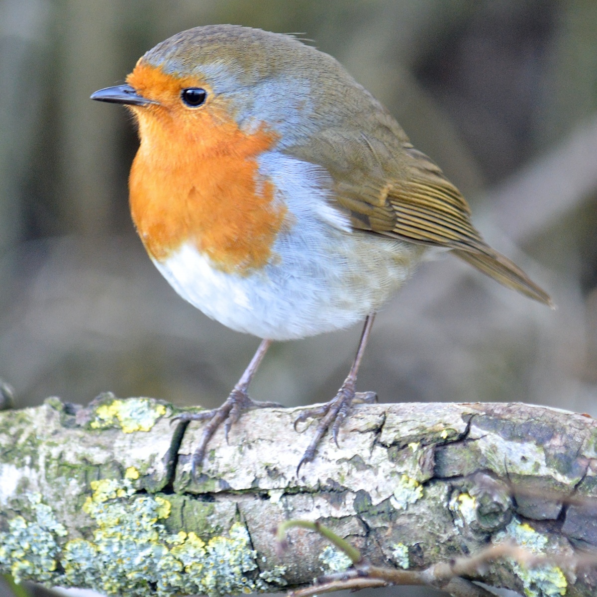 Extinción de especies de aves: los humanos posiblemente causen la desaparición del 12% de las aves en los últimos 126.000 años [Study]