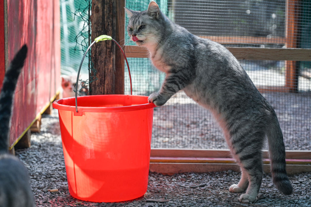 Los gatos domésticos ‘manipulan’ a sus dueños estableciendo reglas mientras juegan a buscar objetos, según un nuevo estudio