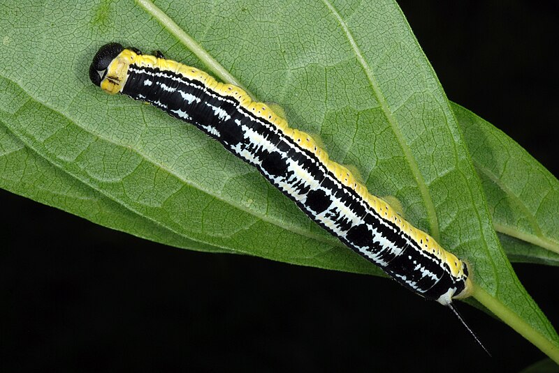 Gusano catalpa: ¿para qué se utilizan estas orugas?