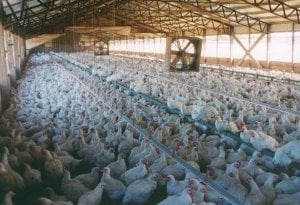 Cientos de miles de pollos serán asfixiados;  PETA exige acción y rendición de cuentas