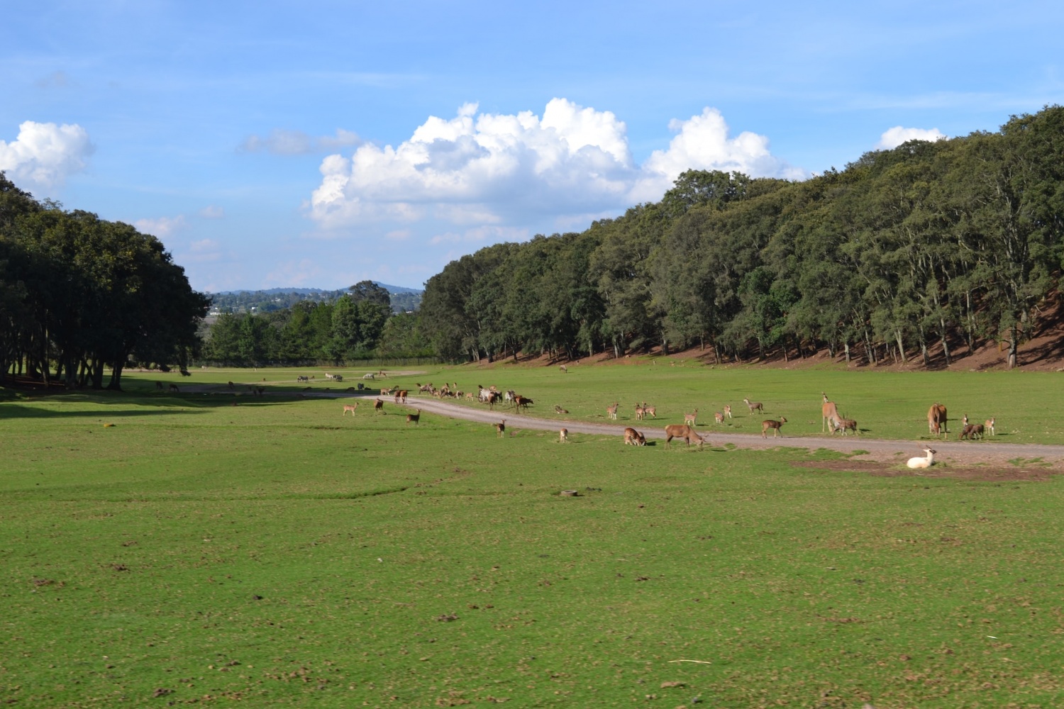 ¿Los campos de golf pueden servir como hábitat alternativo para diversos animales, desde mamíferos hasta reptiles y aves?