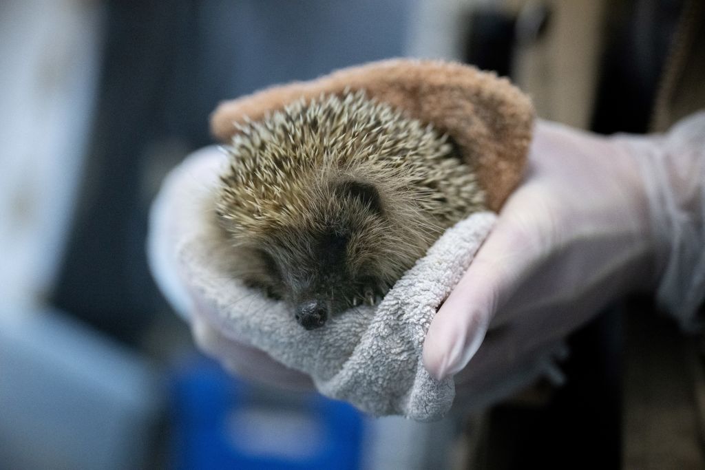 5 nuevas especies de erizos de pelaje suave descubiertas en su hogar en el bosque tropical del sudeste asiático