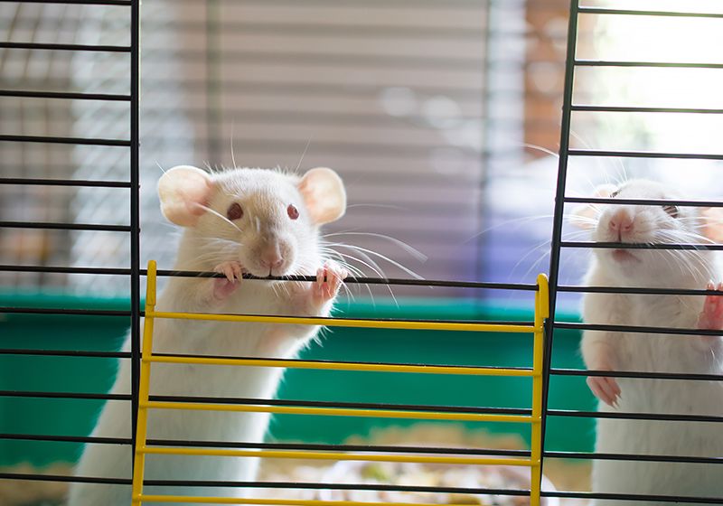 Los roedores ofrecen nuevos conocimientos sobre la diversidad de las adicciones