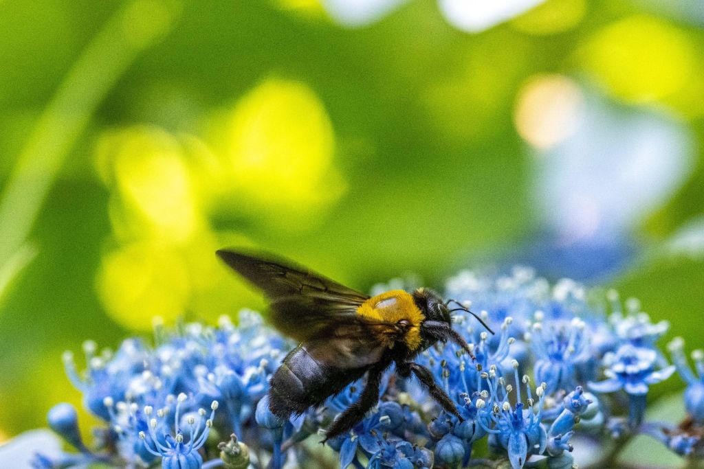 Las mezclas de pesticidas alteran la comunicación de las abejas y la función de las colonias