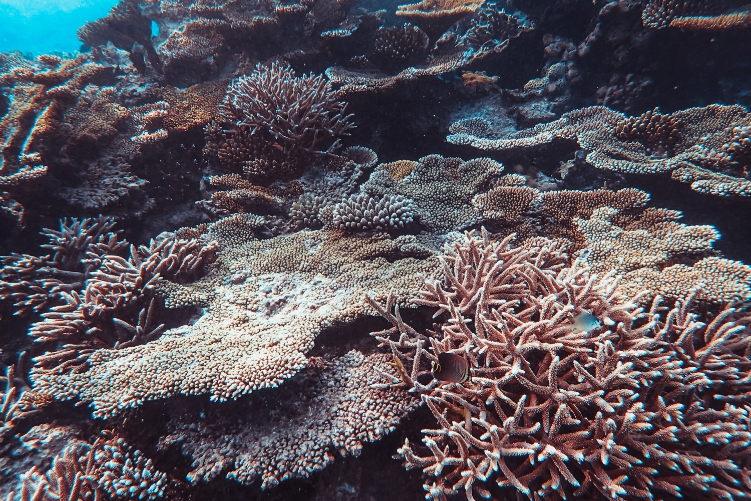 El blanqueamiento masivo de corales será inminente en los próximos años en medio de olas de calor marinas sin precedentes