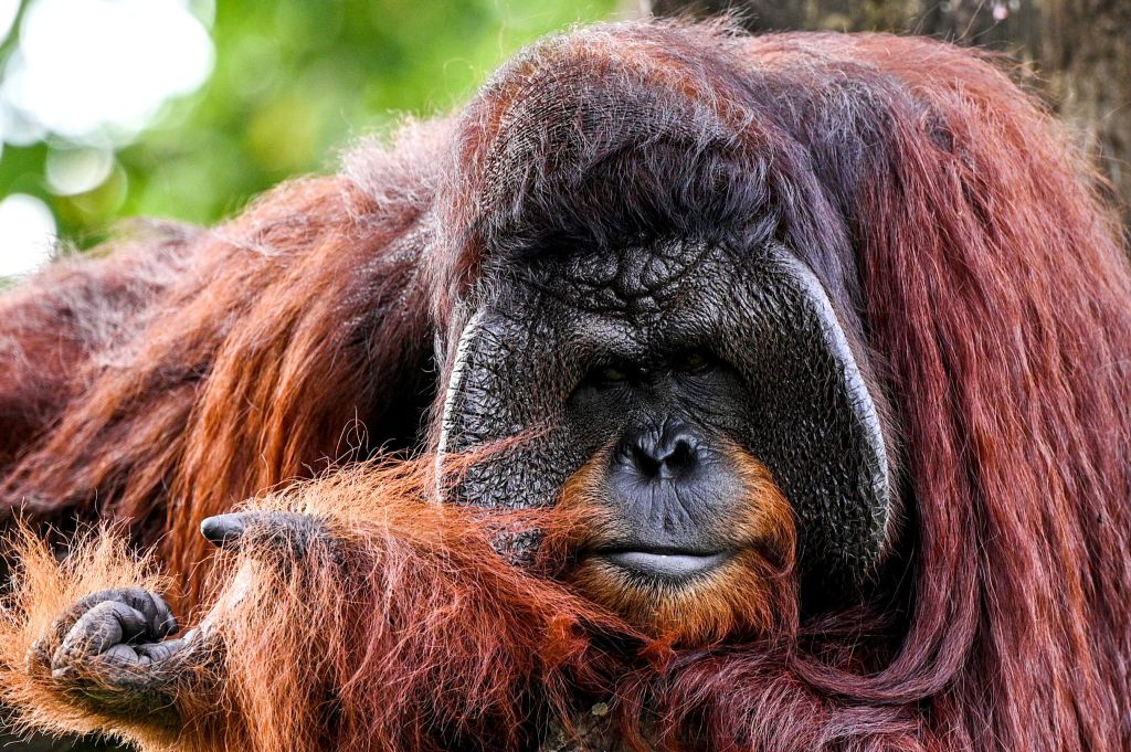 No más orangutanes traficados en Tailandia mientras devuelven a tres monos a Indonesia