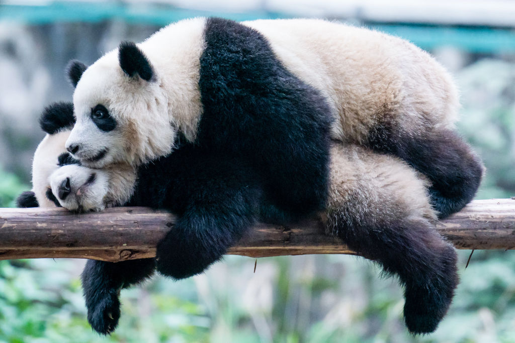 China pone fin al préstamo Panda a 12 años con Escocia después de que el programa no logró producir un cachorro
