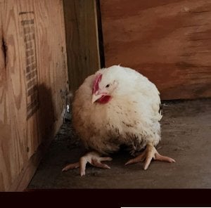 Fotos: Pollos rescatados por PETA después de que un camión de transporte se estrellara contra un poste de energía