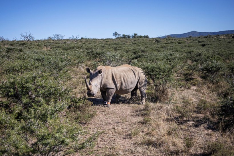 Nace un rinoceronte en peligro crítico de extinción en el zoológico de Oregón