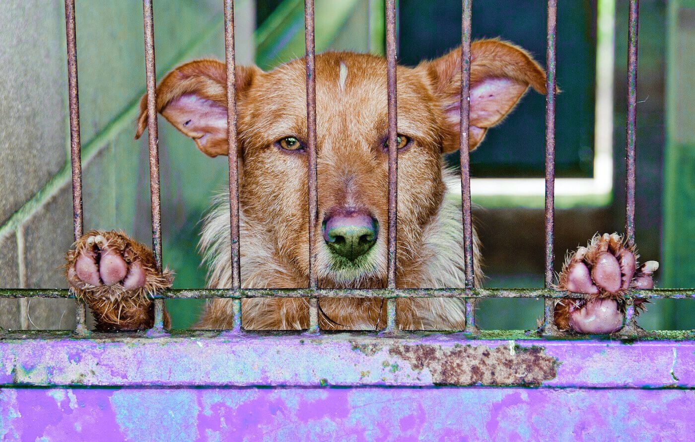 ¿Llegará ayuda para los animales en Gaza?
