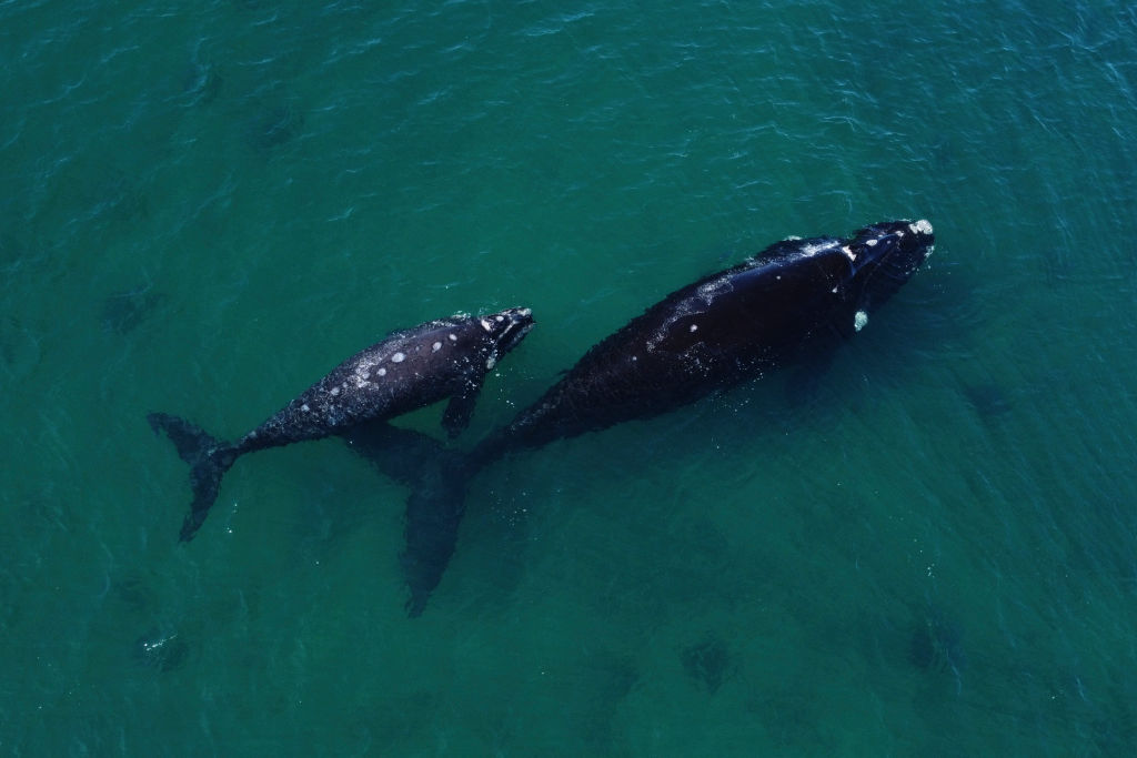 10 datos fascinantes sobre las ballenas: conozca al mamífero más grande del océano