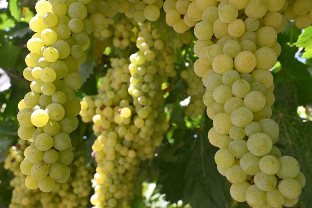 Uvas silvestres en América del Norte: un tesoro de diversidad genética