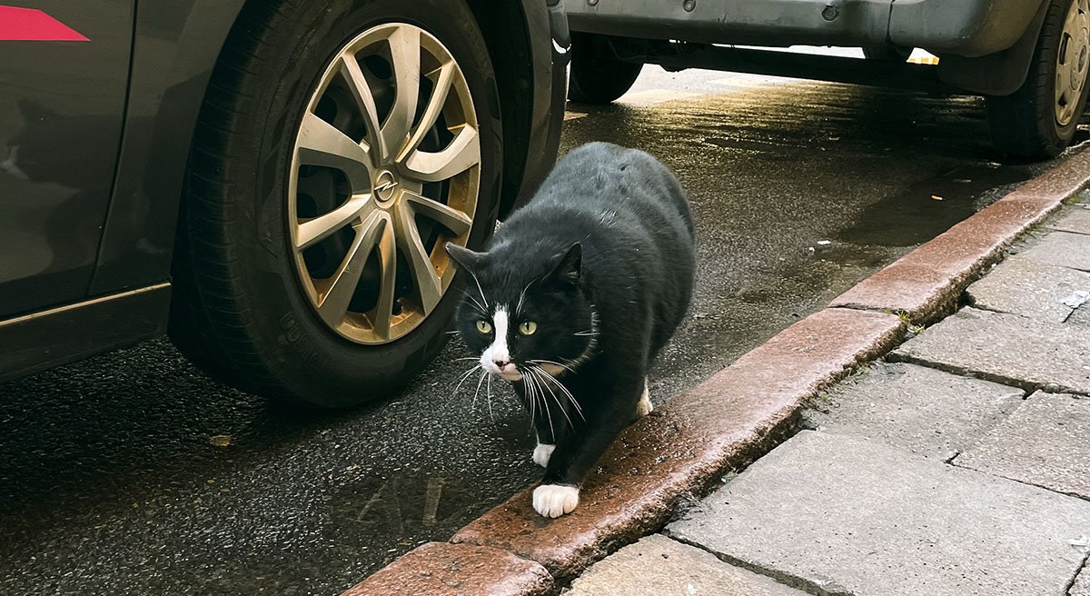 El gato gordo de Polonia « Euro Weekly News