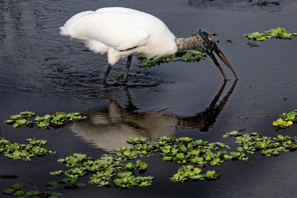 Bichos espeluznantes: estas especies invasoras representan una amenaza real para la red alimentaria de Florida