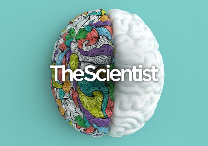 Uso de organoides cerebrales en la investigación de enfermedades y salud humana