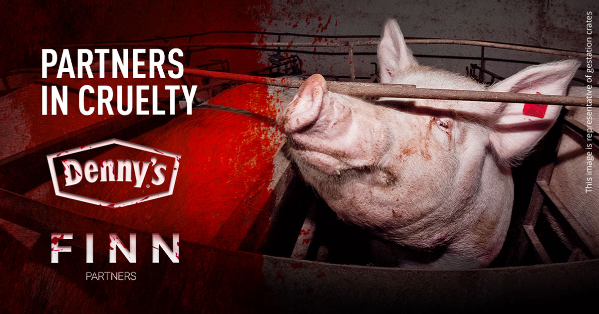 Denny’s y Finn Partners: aliados en la crueldad animal