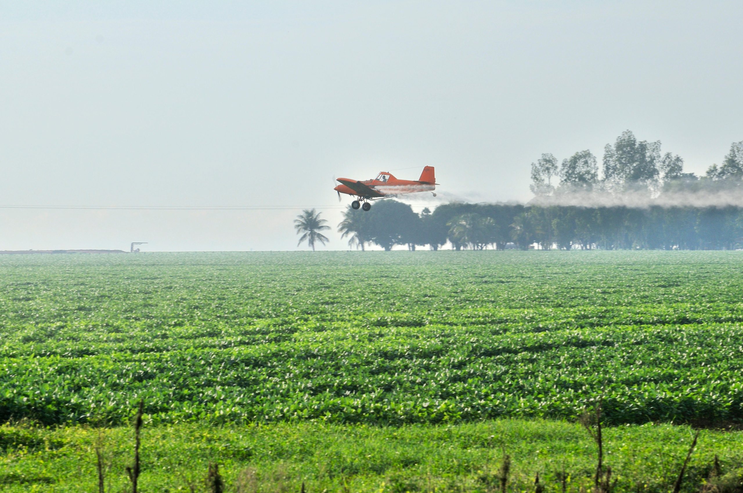 ¿Qué sucede cuando se niega la evidencia científica?  Mire el problema de los pesticidas en Brasil
