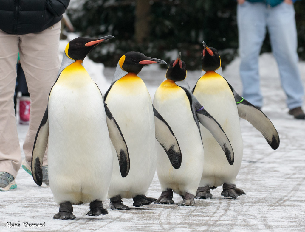 Ahorre durante los días de pingüinos en el zoológico de Cincinnati