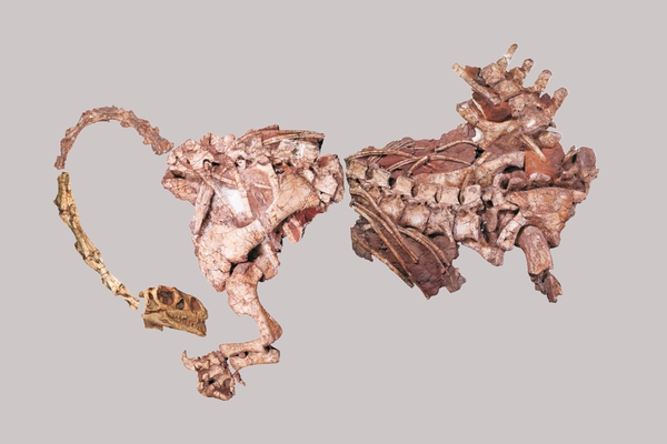 Los africanos descubrieron fósiles de dinosaurios mucho antes de que existiera el término “paleontología”