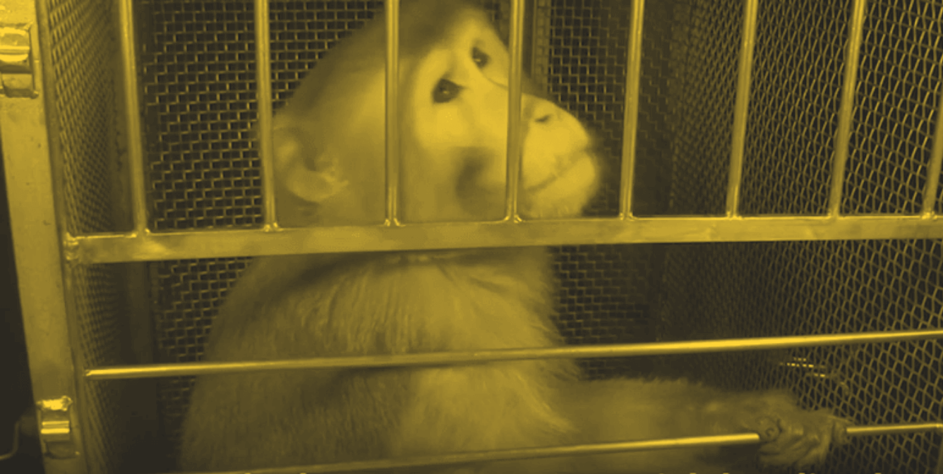 NIMH está contratando a otro torturador de monos: PETA revela lo que pueden esperar los solicitantes