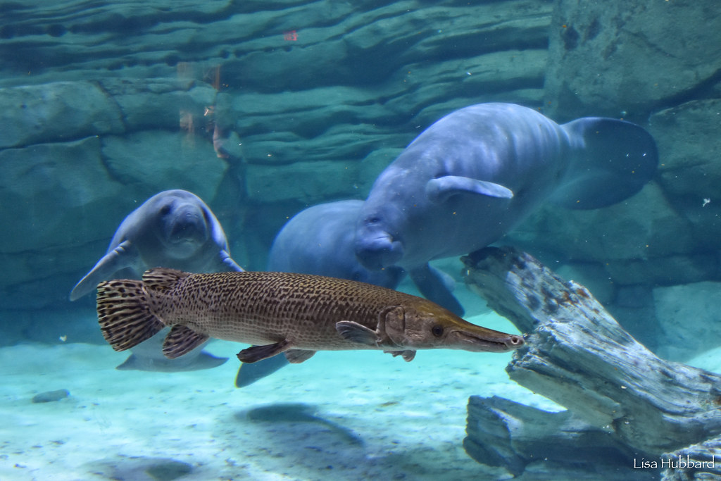 Recordando a Snoop Logg – Zoológico y jardín botánico de Cincinnati