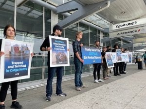 EGYPTAIR se enfrentará al revuelo en la terminal JFK por las riesgosas importaciones de monos