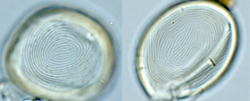 Los fósiles extraños no son ni plantas ni animales, sino una “extraña fusión” de vida: ScienceAlert