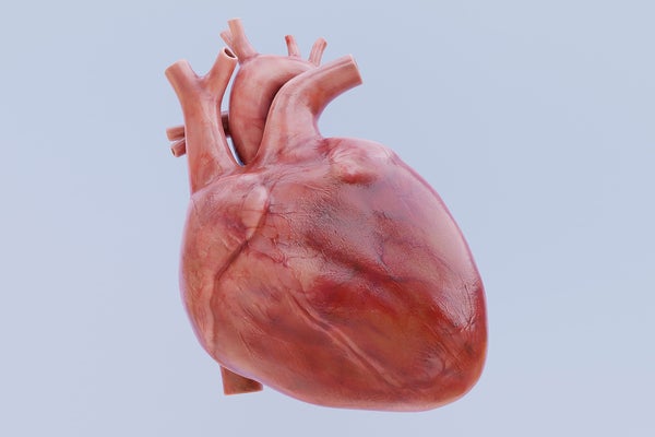 El primer corazón biorobótico ayuda a los científicos a estudiar la función cardíaca