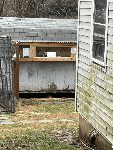 Conejo congelado en Caseyville, Illinois, necesita su ayuda
