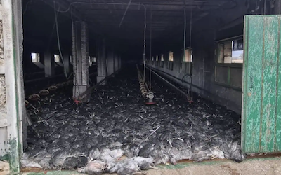 Miles de pollos murieron en el incendio