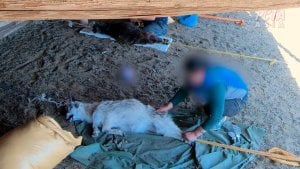 ¡El comprador tenga cuidado!  Las afirmaciones engañosas sobre “bienestar animal” de Sustainable Fiber Alliance provocaron una queja de PETA ante la FTC
