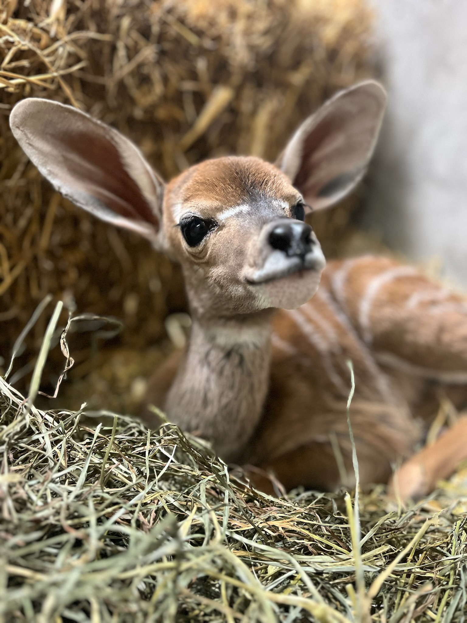 Nace una cría de Kudu menor en el zoológico de Cincinnati