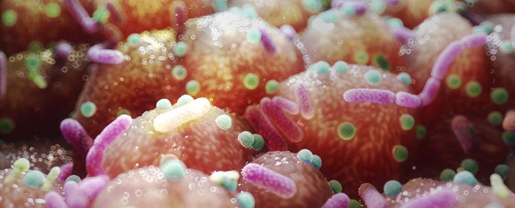 Una sustancia química producida por microbios intestinales parece prevenir la obesidad en ratones: ScienceAlert